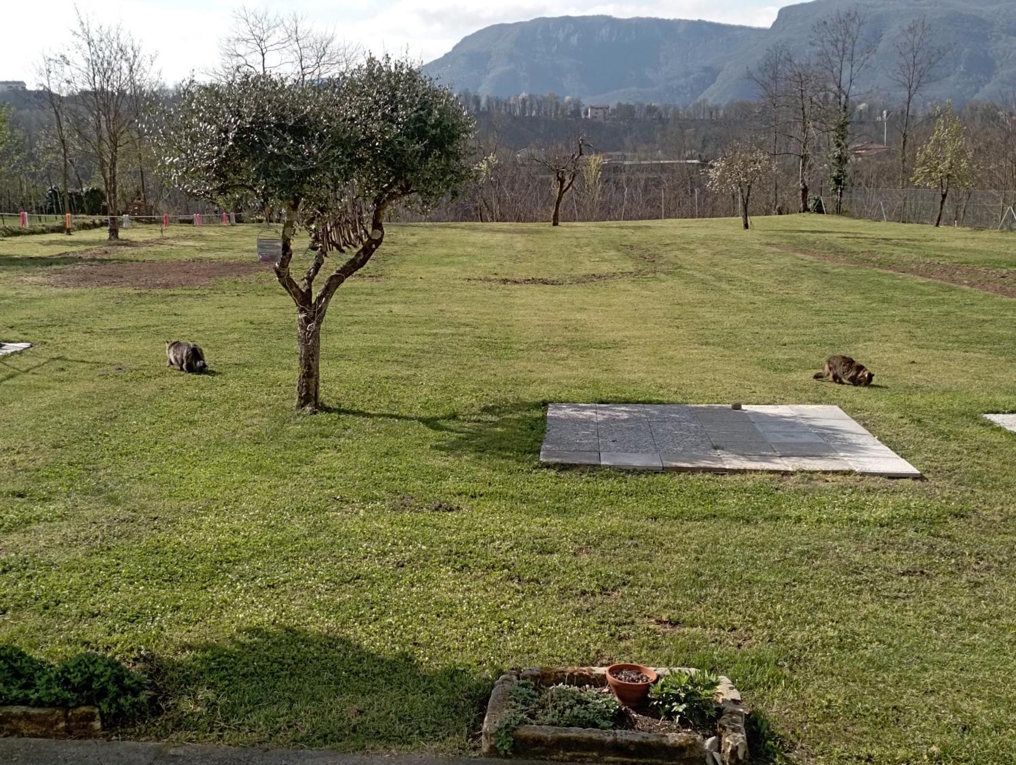 Affittacamere La Foresta Di Sopra 巴尔加 外观 照片